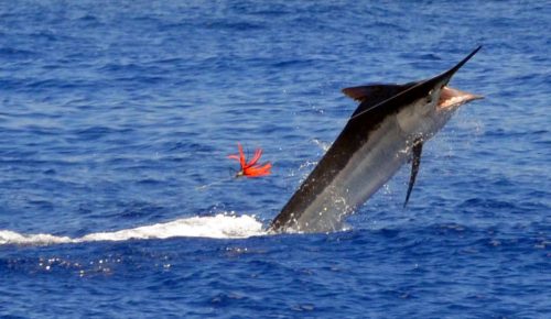 black-marlin-jumping-on-trolling-rod-fishing-club-rodrigues-island-mauritius-indian-ocea