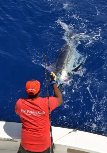 blue-marlin-on-leader-rod-fishing-club-rodrigues-island-mauritius-indian-ocean