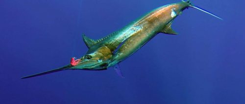 marlin-bleu-de-70kg-environ-au-bateau-avant-relache-rod-fishing-club-ile-rodrigues-maurice-ocean-indien