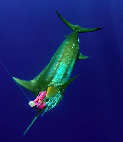 marlin-bleu-de-80kg-environ-au-bateau-rod-fishing-club-ile-rodrigues-maurice-ocean-indien