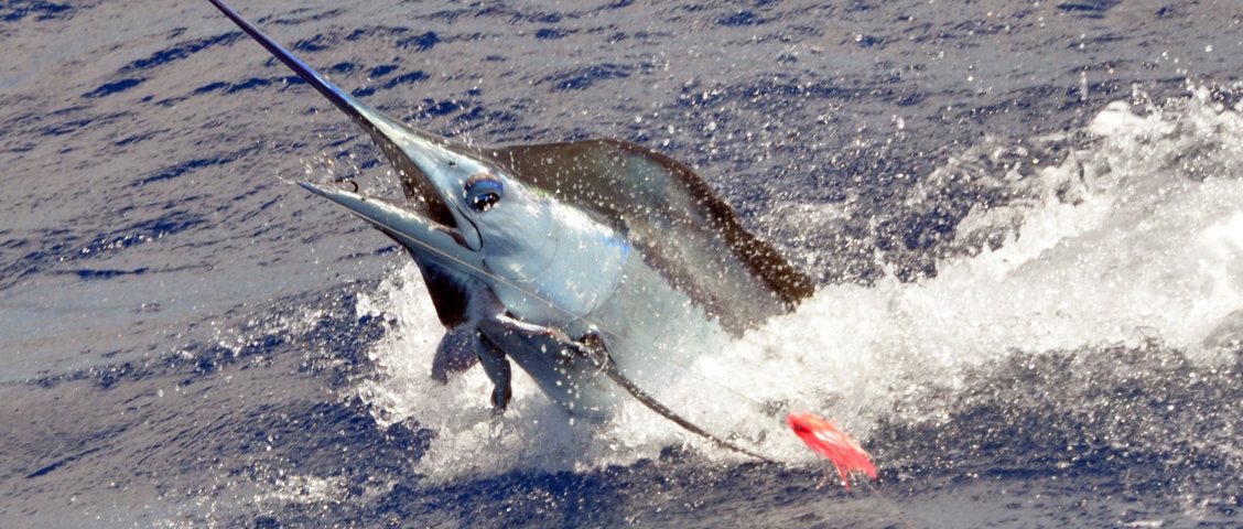 saut-de-marlin-bleu-pique-en-peche-a-la-traine-rod-fishing-club-ile-rodrigues-maurice-ocean-indien
