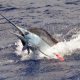 saut-de-marlin-bleu-pique-en-peche-a-la-traine-rod-fishing-club-ile-rodrigues-maurice-ocean-indien