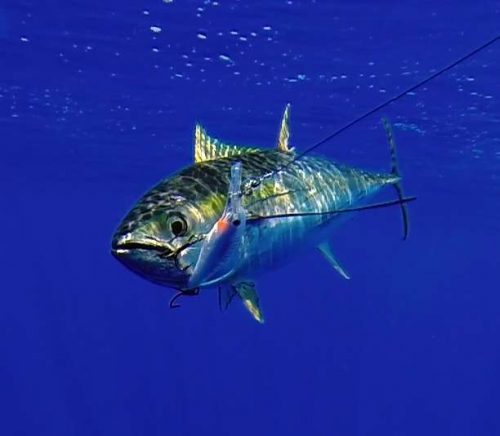 thon-jaune-pris-au-rapala-x-rap-40-rod-fishing-club-ile-rodrigues-maurice-ocean-indien