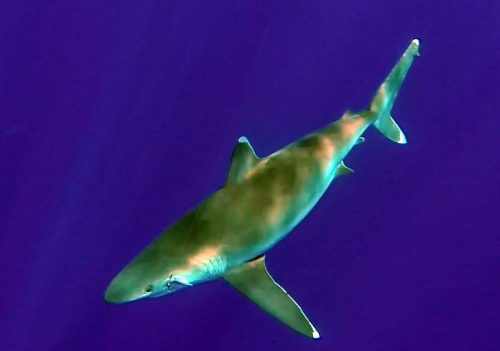 whitetip-shark-by-philippe-on-jigging-rod-fishing-club-rodrigues-island-mauritius-indian-ocean