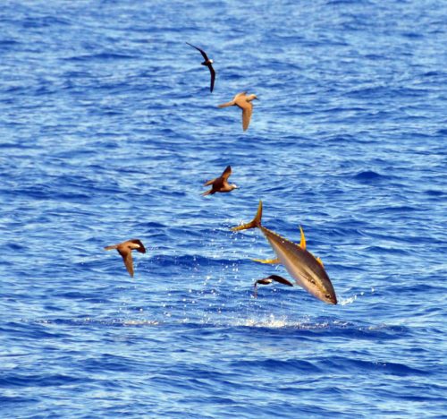 yellowfin-tuna-jumping-on-the-eastern-bank-rod-fishing-club-rodrigues-island-mauritius-indian-ocean