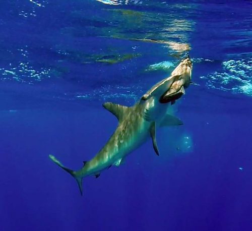 Requin marteau attaquant un appât - www.rodfishingclub.com - Ile Rodrigues - Maurice - Océan Indien