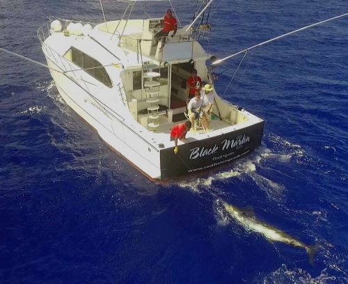 1 450lbs blue marlin on trolling - www.rodfishingclub.com - Mauritius - Indian Ocean