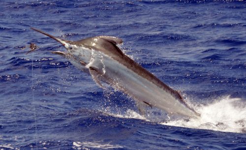 250kg black marlin jumping - www.rodfishingclub.com - Rodrigues Island - Mauritius - Indian Ocean