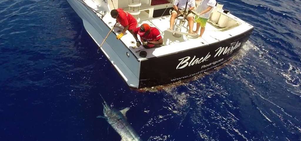 400lbs black marlin on leader before releasing - www.rodfishingclub.com - Mauritius - Indian Ocean