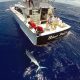 400lbs black marlin on leader before releasing - www.rodfishingclub.com - Mauritius - Indian Ocean