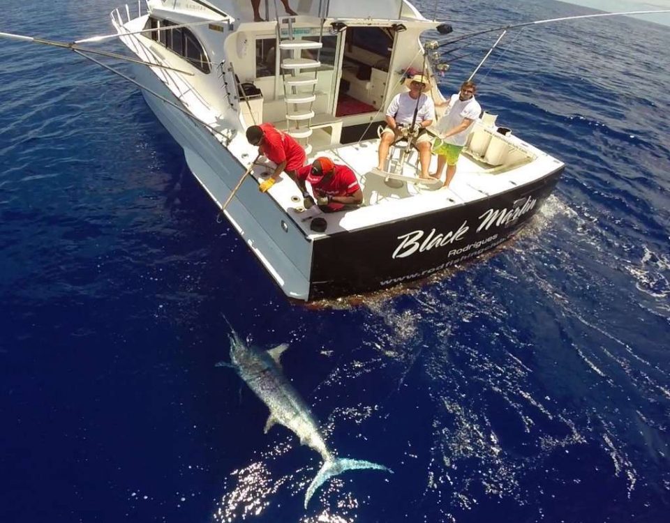 400lbs black marlin on leader before releasing - www.rodfishingclub.com - Mauritius - Indian Ocean