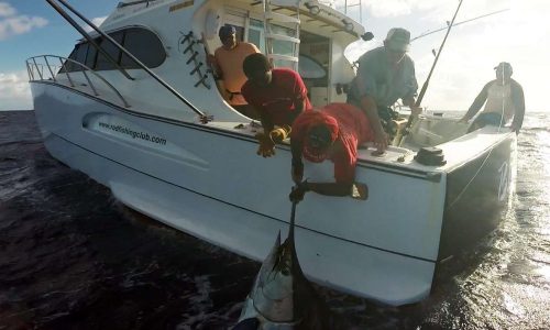 450lbs blue marlin on leader before releasing - Rod Fishing Club - Rodrigues Island - Mauritius - Indian Ocean