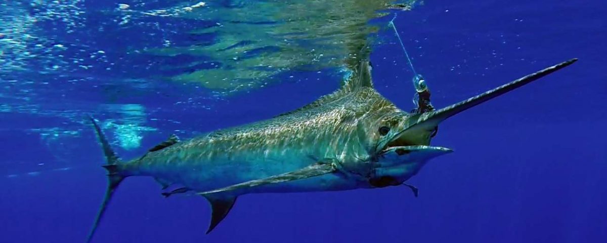 450lbs blue marlin on trolling before releasing - www.rodfishingclub.com - Mauritius - Indian Ocean