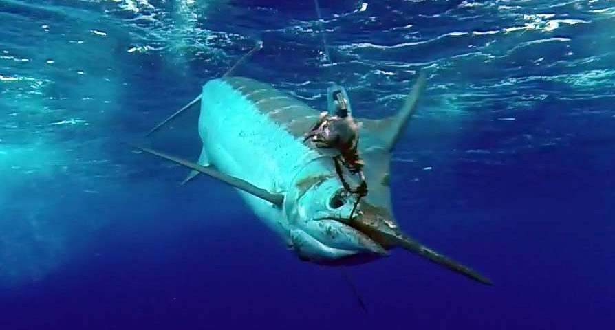 450lbs blue marlin released on trolling - Rod Fishing Club - Rodrigues Island - Mauritius - Indian Ocean