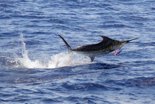 Blue marlin jumping on trolling - www.rodfishingclub.com - Rodrigues Island - Mauritius - Indian Ocean