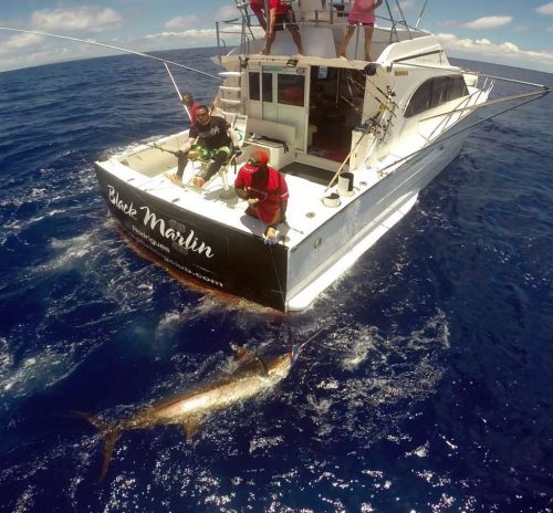 Blue marlin on leader on trolling - www.rodfishingclub.com - Rodrigues Island - Mauritius - Indian Ocean