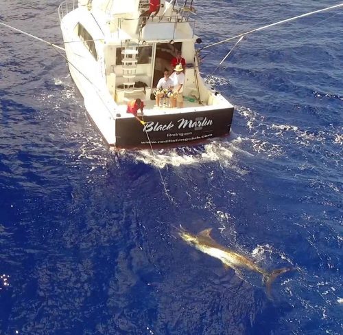 Blue marlin on trolling before releasing - www.rodfishingclub.com - Mauritius - Indian Ocean