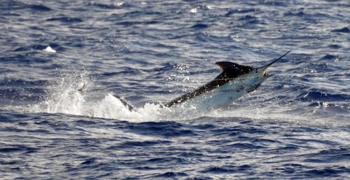 Marlin bleu de 120kg en plein saut pris en pêche a la traîne avant d'être relâché - www.rodfishingclub.com - Ile Rodrigues - Maurice - Océan Indien