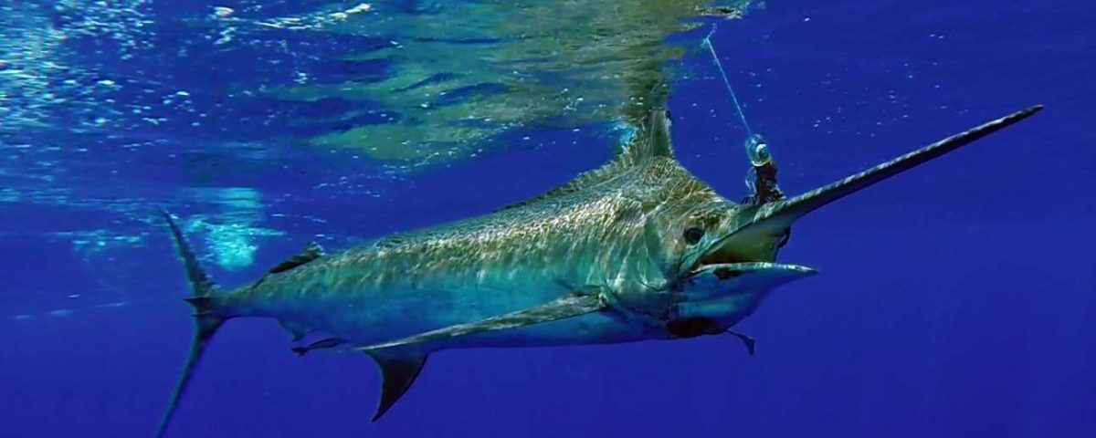 Marlin bleu de plus de 200kg avant relâche - www.rodfishingclub.com - Maurice - Océan Indien
