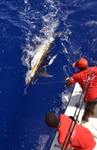 Marlin noir de 200kg avant relâche - www.rodfishingclub.com - Maurice - Océan Indien