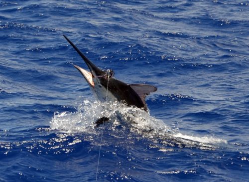 Marlin noir de 250kg au saut pris en pêche a la traîne - www.rodfishingclub.com - Ile Rodrigues - Maurice - Océan Indien