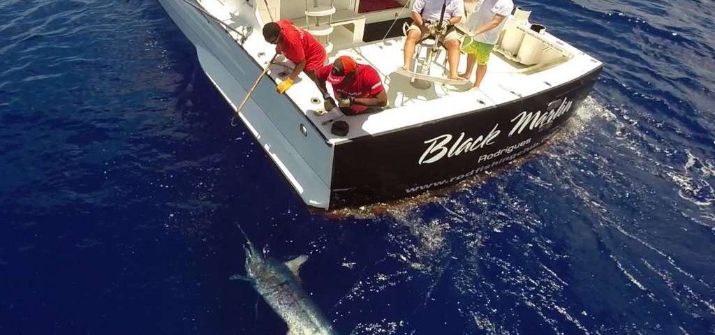 Marlin noir de plus de 200kg vu d'un drône - www.rodfishingclub.com - Maurice - Océan Indien