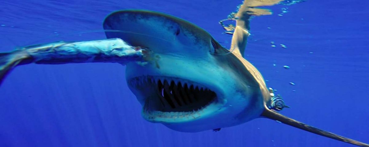 Oceanic Whitetip Shark feeding - www.rodfishingclub.com - Rodrigues Island - Mauritius - Indian Ocean