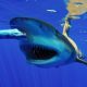 Oceanic Whitetip Shark feeding - www.rodfishingclub.com - Rodrigues Island - Mauritius - Indian Ocean