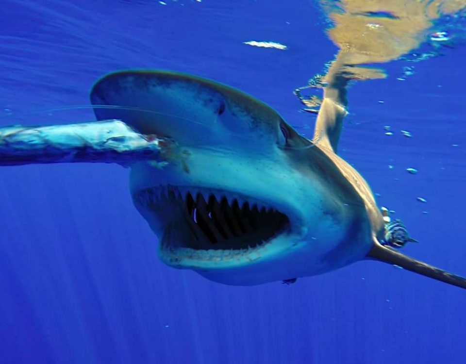 Oceanic Whitetip Shark feeding - www.rodfishingclub.com - Rodrigues Island - Mauritius - Indian Ocean