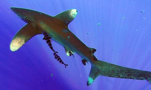 Oceanic Whitetip Shark flying on the deep - www.rodfishingclub.com - Rodrigues Island - Mauritius - Indian Ocean