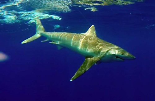 Requin pointe blanche au bateau - www.rodfishingclub.com - Maurice - Océan Indien