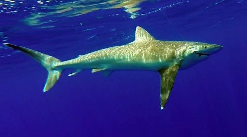 Whitetip shark on livebaiting - www.rodfishingclub.com - Mauritius - Indian Ocean