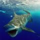 Big white tip shark caught on baiting before releasing - www.rodfishingclub.com - Rodrigues Island - Mauritius - Indian Ocean