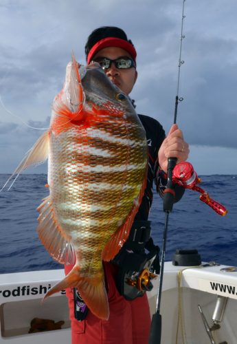 Dame Berri (Lethrinus mahsena) par Mr Lure en slow jigging - www.rodfishingclub.com - Ile Rodrigues - Maurice - Océan Indien