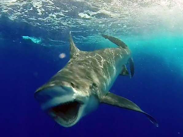 Gros requin pointe blanche pris en pêche a l'appât avant la relâche - www.rodfishingclub.com - Ile Rodrigues - Maurice - Océan Indien