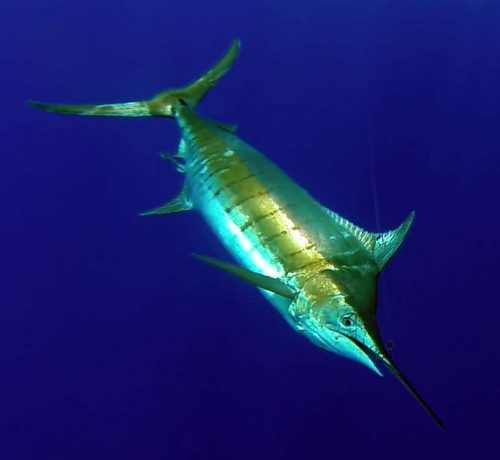 Marlin bleu pris en pêche a la traine avant relâche - www.rodfishingclub.com - Ile Rodrigues - Maurice - Océan Indien