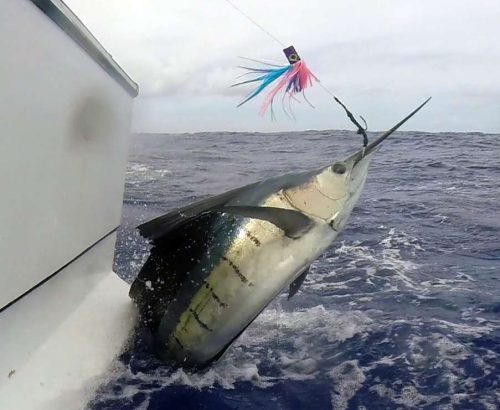 Voilier au saut en pêche a la traine - www.rodfishingclub.com - Ile Rodrigues - Maurice - Océan Indien