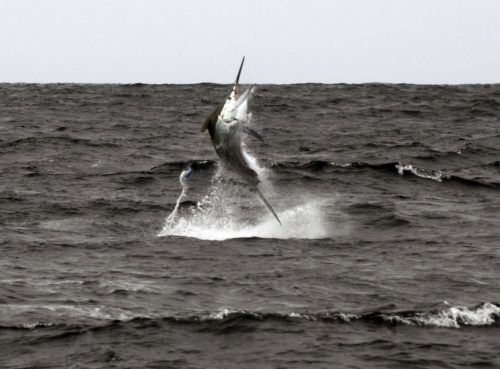 350lbs Black Marlin jumping caught on trolling - www.rodfishingclub.com - Rodrigues Island - Mauritius - Indian Ocean