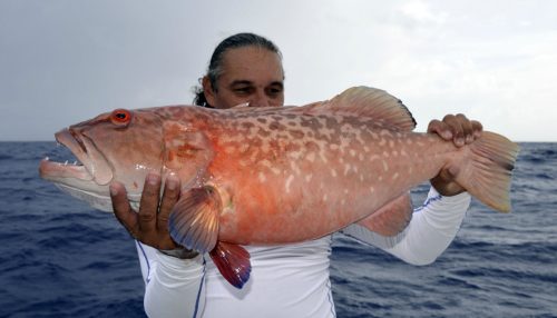 Big red corail trout by Tof on jigging - www.rodfishingclub.com - Rodrigues Island - Mauritius - Indian Ocean