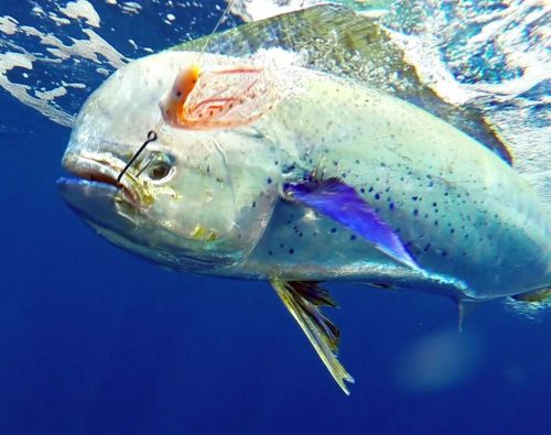 Dorade prise en pêche a la traîne par Jean Philippe - www.rodfishingclub.com - Ile Rodrigues - Maurice - Océan Indien