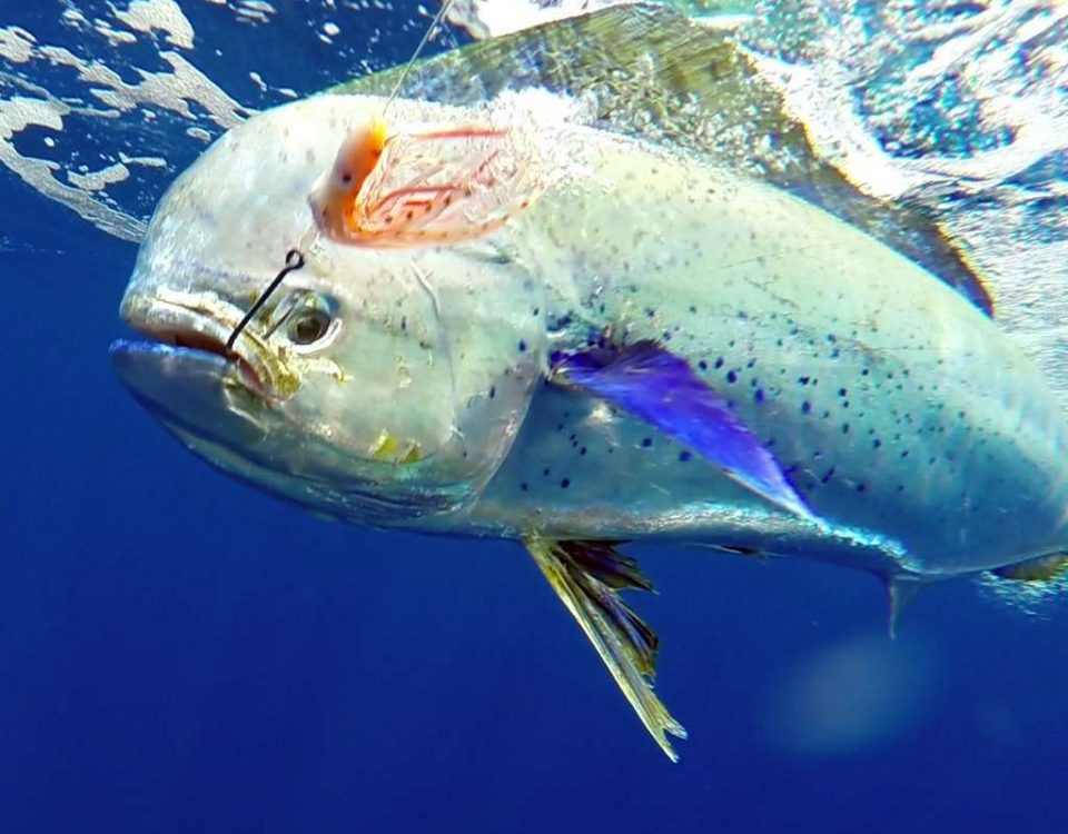 Dorade prise en pêche a la traîne par Jean Philippe - www.rodfishingclub.com - Ile Rodrigues - Maurice - Océan Indien