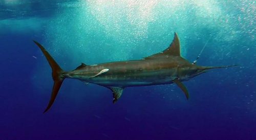 Marlin bleu pris en pêche a la traine avant la relâche - www.rodfishingclub.com - Ile Rodrigues - Maurice - Océan Indien