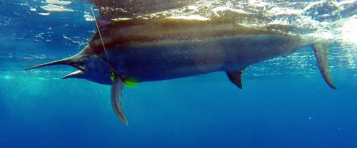 Marlin noir arrivant au bas de ligne pris en pêche a la traîne - ww.rodfishingclub.com - Ile Rodrigues - Maurice - Océan Indien