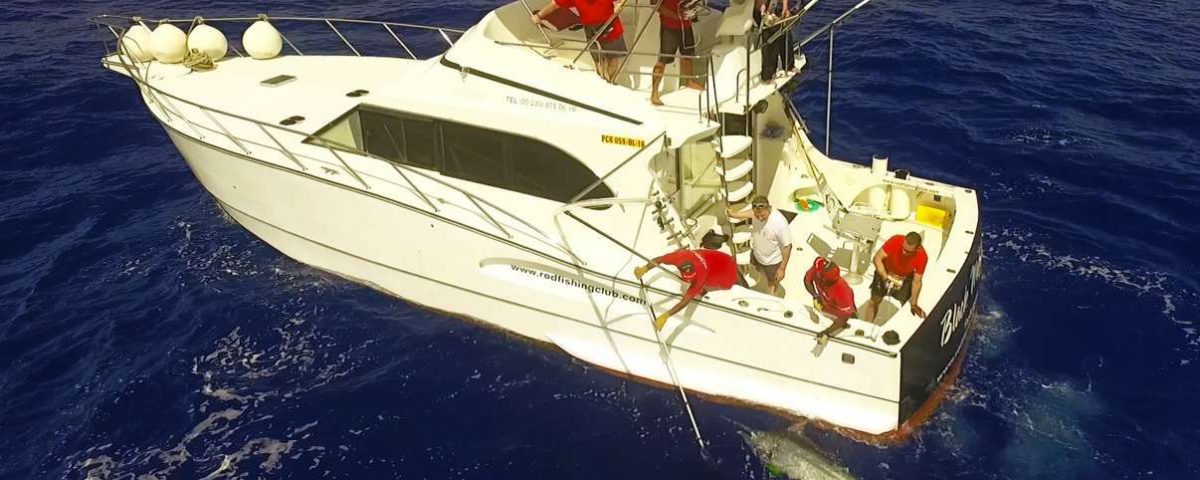 Marlin noir arrivant au bateau vu d'un drone - www.rodfishingclub.com - Ile Rodrigues - Maurice - Océan IndienMarlin noir arrivant au bateau vu d'un drone - ww.rodfishingclub.com - Ile Rodrigues - Maurice - Océan Indien