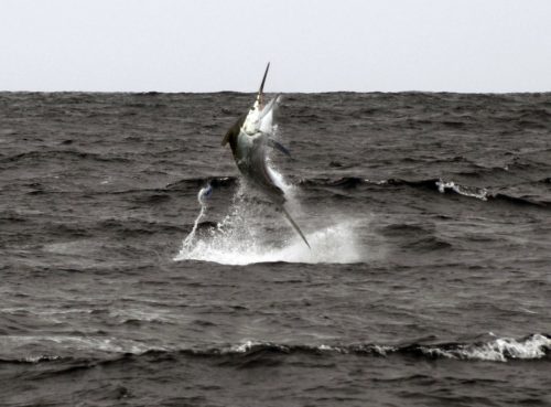 Marlin noir en plein saut pris en pêche a la traine - www.rodfishingclub.com - Ile Rodrigues - Maurice - Océan Indien