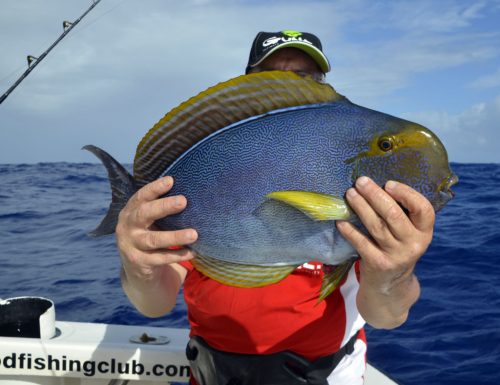 Poisson chirurgien pris en pêche a la palangrotte par André - www.rodfishingclub.com - Ile Rodrigues - Maurice - Océan Indien