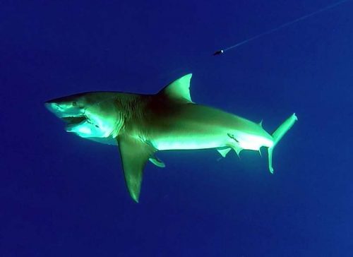 Requin bouledogue de 150kg pris en pêche au vif et relâché - ww.rodfishingclub.com - Ile Rodrigues - Maurice - Océan Indien