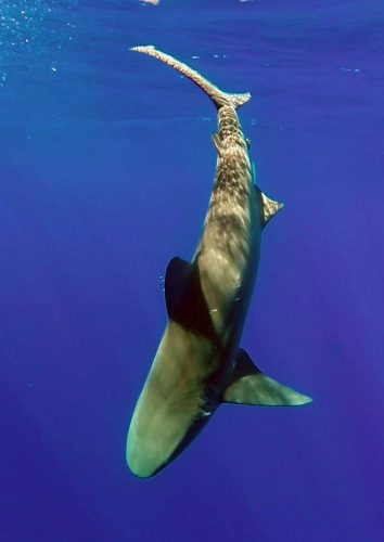 Requin bouledogue de 500lbs relâché - www.rodfishingclub.com - Ile Rodrigues - Maurice - Océan Indien