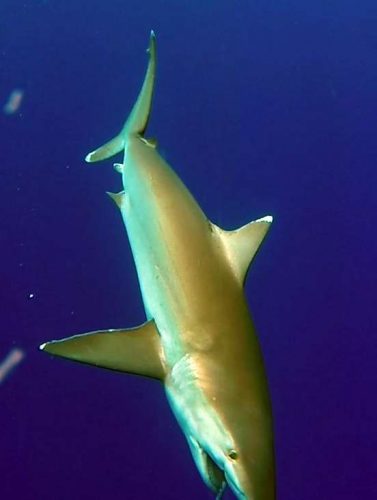 Requin pointe blanche pris en pêche au jig par Tof - www.rodfishingclub.com - Ile Rodrigues - Maurice - Océan Indien