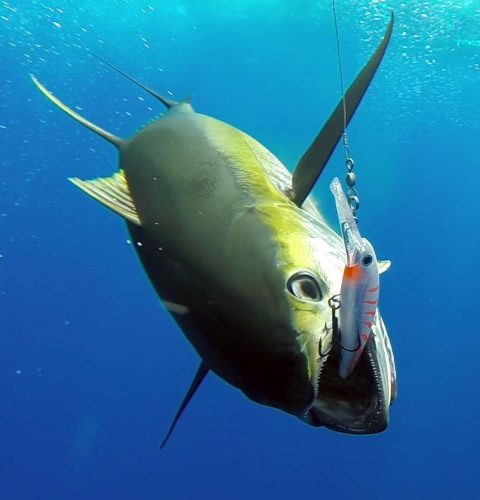 Thon jaune en pêche a la traine sur un Rapala X Rap 40 - www.rodfishingclub.com - Ile Rodrigues - Maurice - Océan Indien